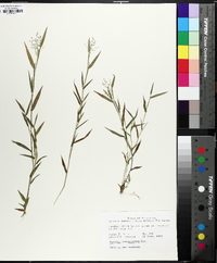 Dichanthelium acuminatum subsp. longiligulatum image