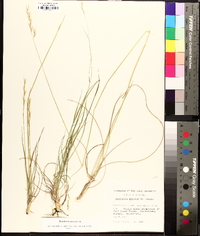 Danthonia sericea image