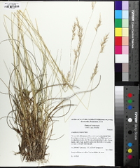 Danthonia epilis image