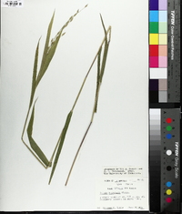 Chasmanthium latifolium image