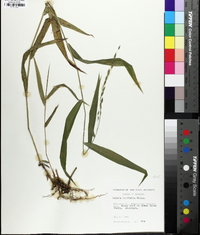 Chasmanthium latifolium image