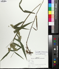 Chasmanthium latifolium image