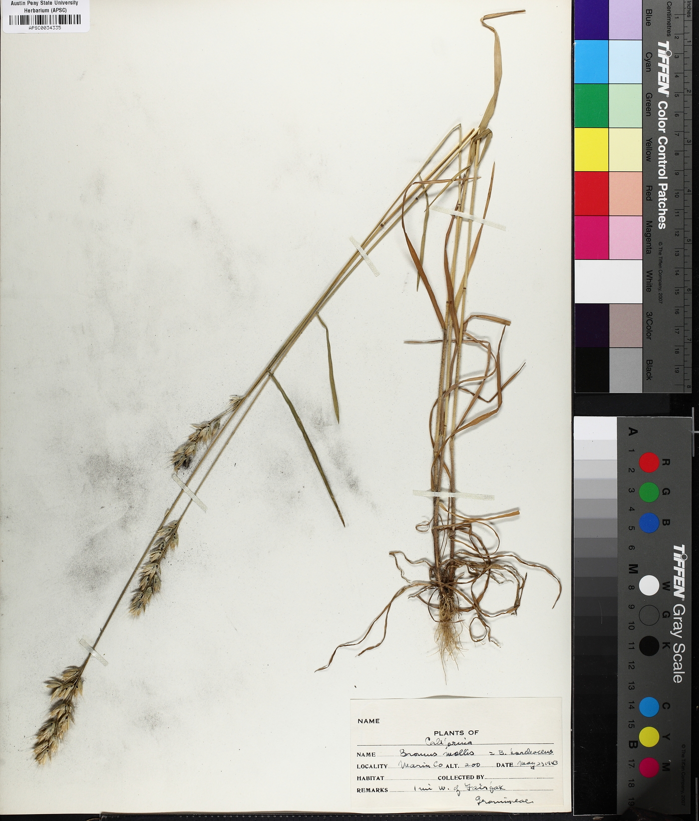 Bromus hordeaceus subsp. hordeaceus image