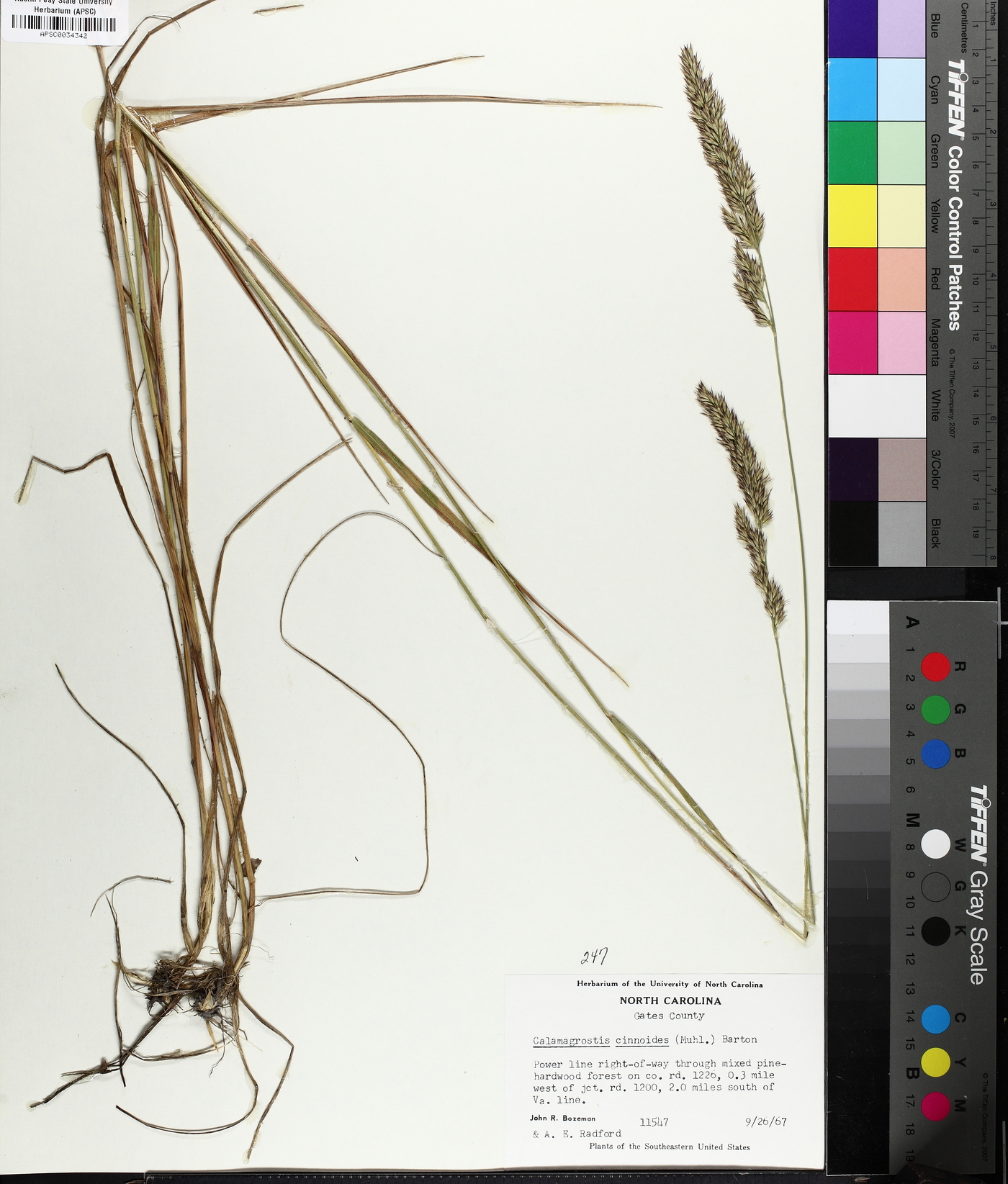 Greeneochloa coarctata image