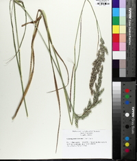 Greeneochloa coarctata image