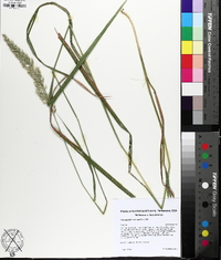 Greeneochloa coarctata image