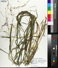 Bromus pubescens image