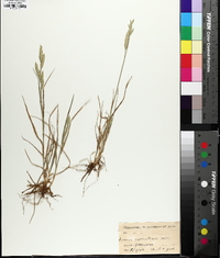 Bromus catharticus image