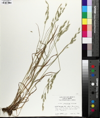 Bromus commutatus image