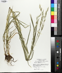 Bromus commutatus image