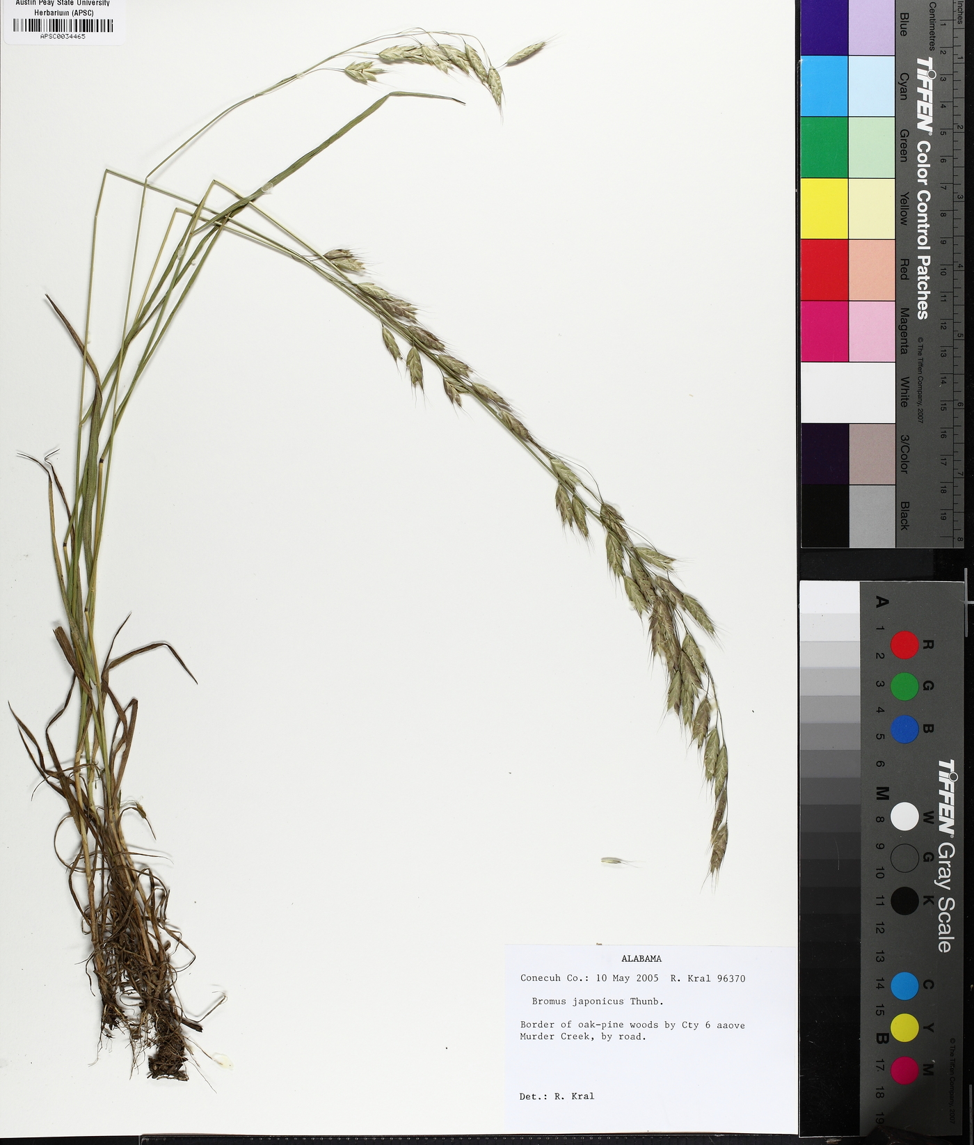 Bromus racemosus image