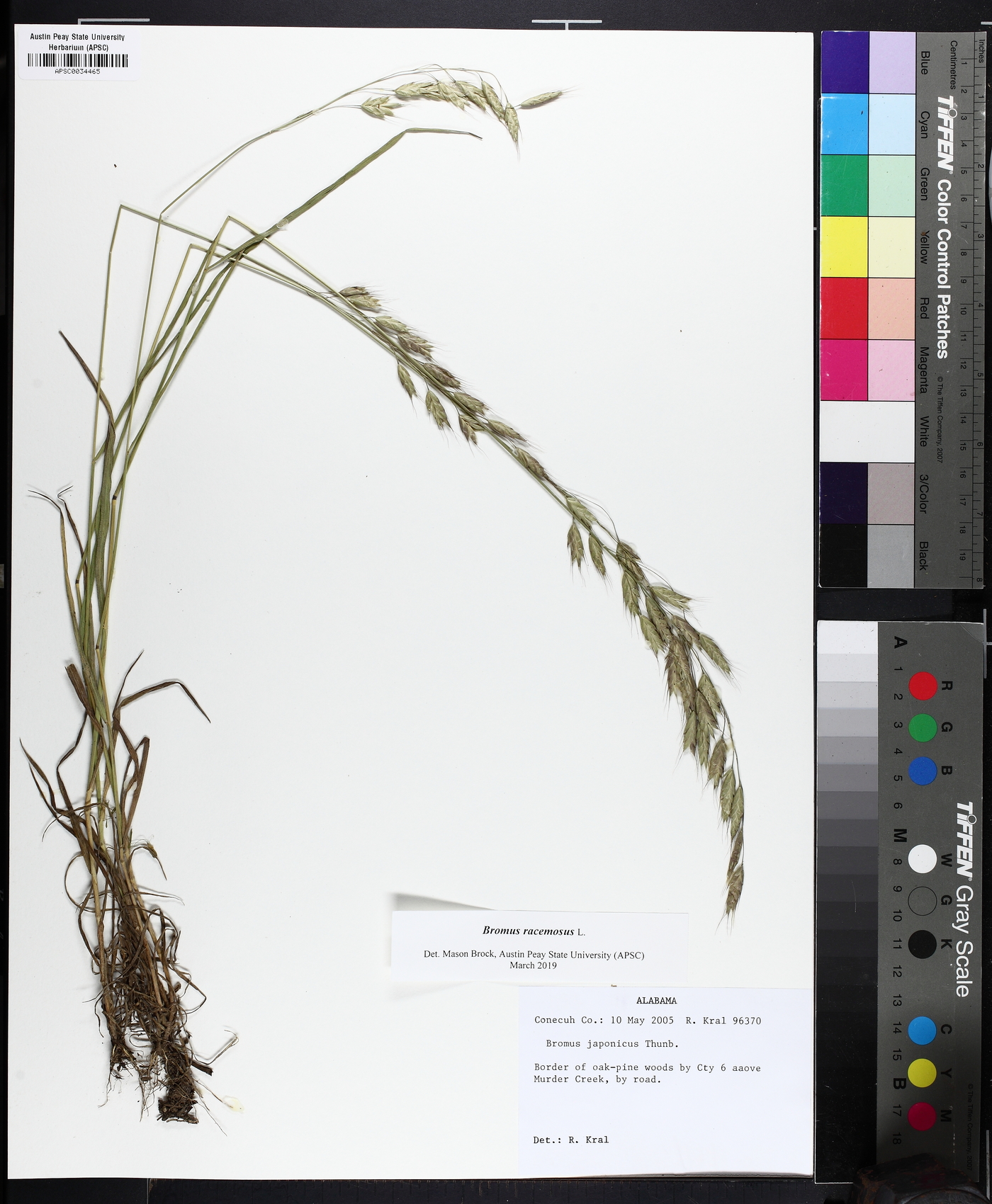 Bromus racemosus image