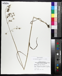 Bromus secalinus image