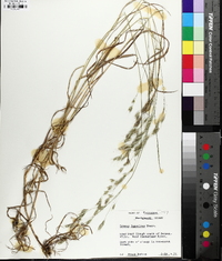 Bromus secalinus image