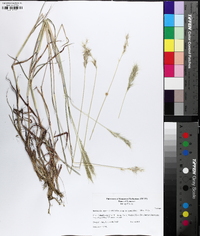 Bothriochloa laguroides image