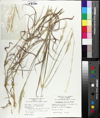 Bothriochloa laguroides var. torreyana image