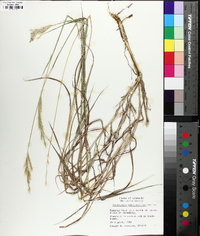 Bothriochloa laguroides var. torreyana image