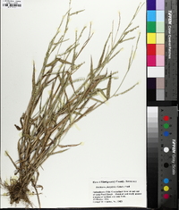 Urochloa platyphylla image