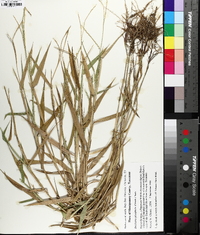 Urochloa platyphylla image