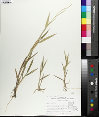 Urochloa platyphylla image