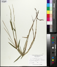 Urochloa platyphylla image