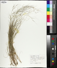 Aristida oligantha image