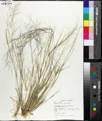 Aristida oligantha image