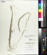 Aristida purpurascens image