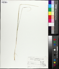 Aristida purpurascens image