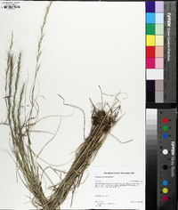 Aristida purpurascens image