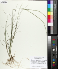 Aristida purpurascens image