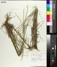 Aristida purpurascens image