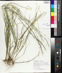 Aristida purpurascens image