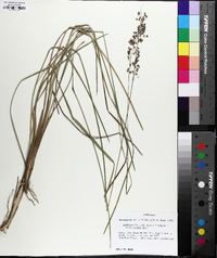 Anthaenantia rufa image