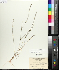 Aristida dichotoma image