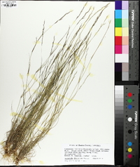 Aristida dichotoma image