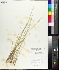 Aristida dichotoma image