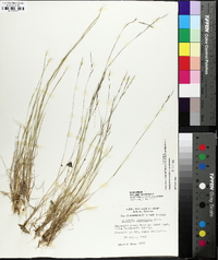 Aristida dichotoma image