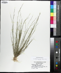 Aristida dichotoma image