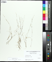 Aristida dichotoma image