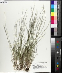 Aristida longespica image