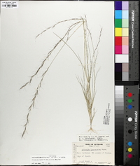 Aristida longespica var. geniculata image