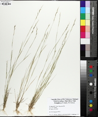 Aristida dichotoma image