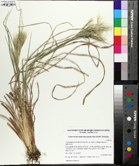 Andropogon glomeratus image