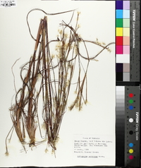 Andropogon ternarius image