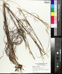 Andropogon ternarius image