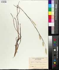 Andropogon ternarius image