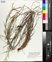 Andropogon ternarius image