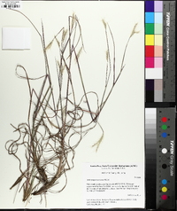 Andropogon ternarius image