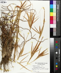 Andropogon gyrans image